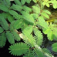 Image Sensitive Plant - Neptunia Aquatica