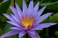 Image Blue Spider - Blue Tropical Water Lily