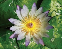 Image Green Smoke - Chartreuse Tropical Water Lily