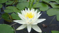 Image Odorata White Hardy Water Lily