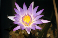 Image Madame Ganna Walska - Pink Tropical Water Lily
