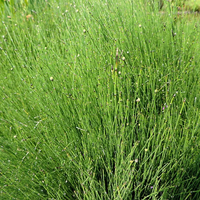 Image Dwarf Horsetail Reed - Equisetum Scorpoides