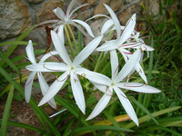 Image Bog Lily - Crinum Americanum
