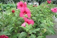Image Red Hibiscus - Hibiscus Coccineas