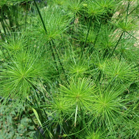 Image Dwarf Papyrus - Cyperus Nanus