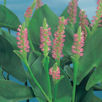 Image Pink Pickerel Rush - Pontederia Singapore Pink