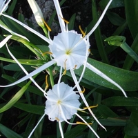 Image Spider Lily - Hymenocallis Liriosme