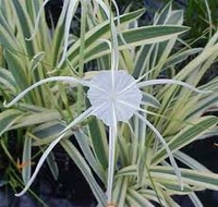 Image Variegated Spider Lily - Hymenocallis Caribaea
