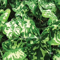 Image Variegated Taro - Alocasia Amazonica Hilo Beauty