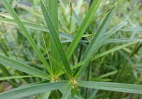 Image Dwarf Umbrella Palm - Cyperus Alternifolius Gracilis