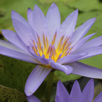 Image Blue Water Lilies - Unsorted