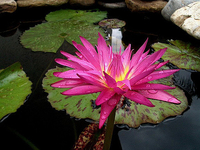 Image Miami Rose Tropical Water Lily