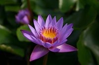 Image Panama Pacific Tropical Water Lily