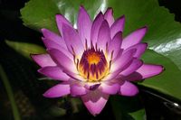 Image Ruby - Red Tropical Water Lily