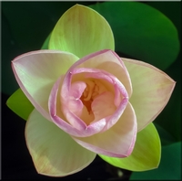 Image Green Maiden Lotus