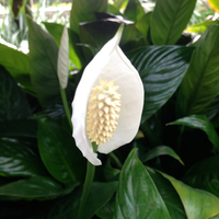 Image Peace Lily - Spathiphyllum 'Allison'