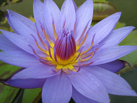 Image William McLane Lily