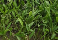 Image Lance-Leafed Arrowhead - Sagittaria Graminea