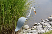 Image Dancing Birds - Great Blue Heron