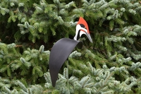 Image Dancing Birds - Pileated Woodpecker