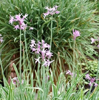Image Variegated Society Garlic