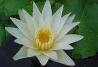 Image White Tropical Water Lilies - Unsorted