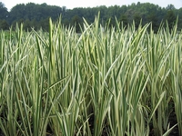 Image Variegated Sweet Flag - Acorus calamus