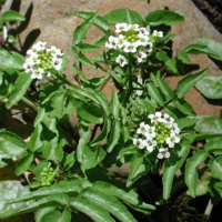 Image Watercress - Nasturtium Officinale