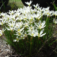 Image White Rain Lily - Zephyranthes Candida