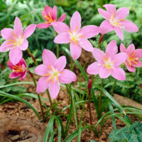 Image Pink Rain Lily - Zephyranthes Grandiflora