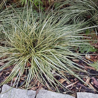 Image Dwarf Variegated Sweet Flag - Acorus Gramineus Variegatus