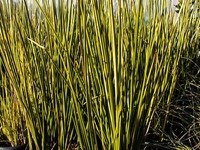 Image Variegated Striped Rush