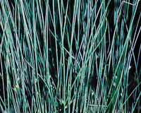 Image Blue Rush - Juncus Glauca