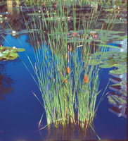 Image Common Cattail - Typha Latifolia