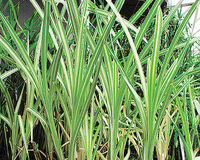 Image Variegated Cattail - Typha Latifolia Variegata