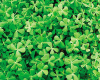 Image Dwarf Clover