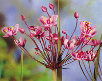 Image Flowering Rush