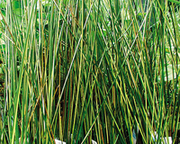 Image Gold Variegated Reed
