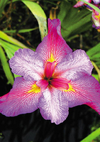 Image Ann Chowning Iris