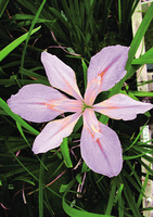 Image Margaret Hunter Iris - Pink Louisiana Iris