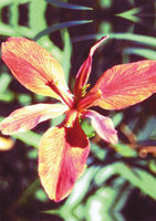 Image Red Iris - Iris Fulva aka Copper Iris