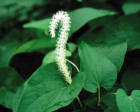 Image Lizard's Tail - Saururus Cernuus