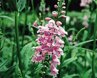 Image Obedient Plant - Physostegia Virginiana