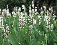 Image White Pickerel Rush -  Pontederia Cordata Alba