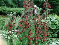 Image Cardinal Flower - Lobelia Cardinalis