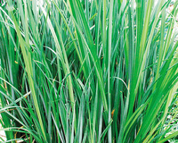 Image Sedge - Carex Aquatilis