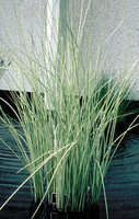 Image White Rush - Scirpus Albescens