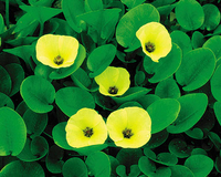 Image Water Poppy - Hydrocleys nymphoids