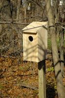 Image Screech Owl Joy Box by Heartwood