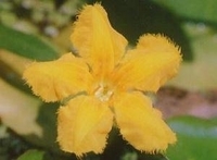 Image Floating Yellow Heart (Nymphoidas Peltada)